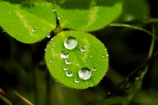 葉っぱに乗った水玉 葉っぱに乗った水玉 マクロ,水玉,水滴の写真素材