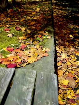 秋の夜の公園の落葉 紅葉,背景,待受の写真素材