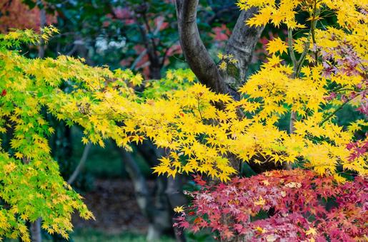 晩秋の皇居・北の丸公園の紅(黄)葉 6 晩秋,秋,錦秋の写真素材