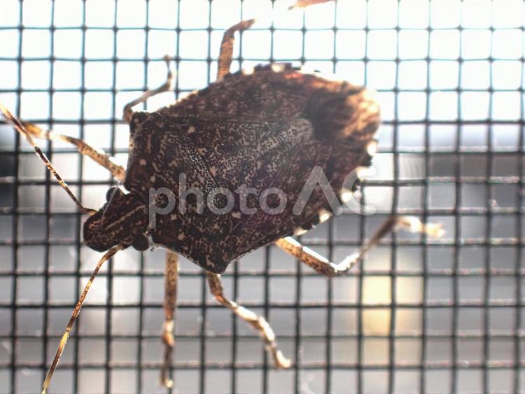 網戸のクサギカメムシ1 クサギカメムシ,カメムシ,茶色の写真素材