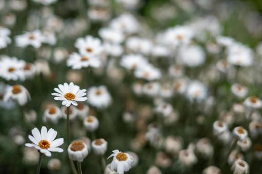 ノースポール(カンシロギク)の花の写真 ノースポール(カンシロギク)の花の写真の写真