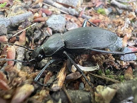 Ground beetle or dung beetle?, JPG Ground beetle or dung beetle?, JPG