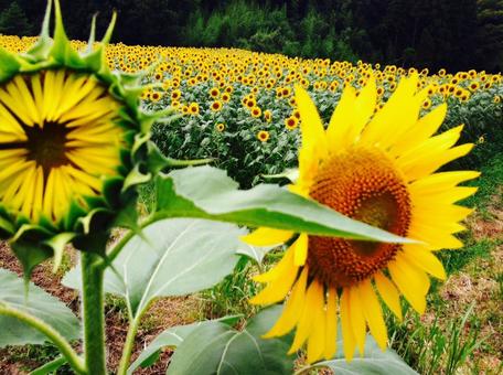 ひまわり畑 ひまわり畑の写真