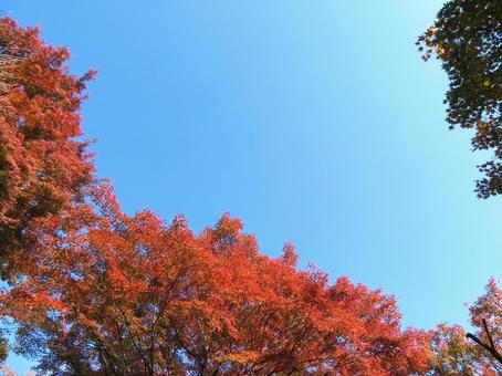 矢祭町矢祭山の紅葉 矢祭町矢祭山の紅葉の写真