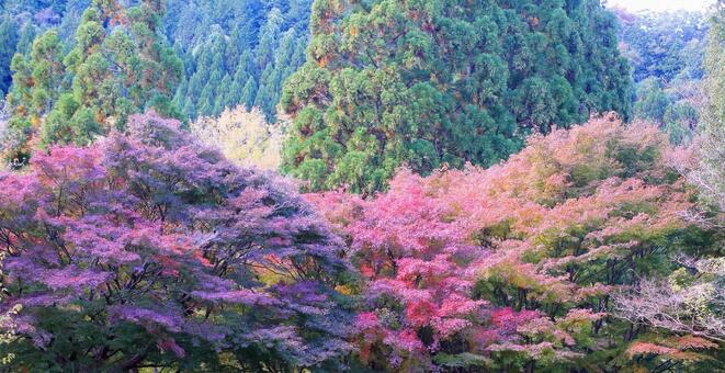 カラフルなもみじの紅葉 紅葉,もみじ,木々の写真素材