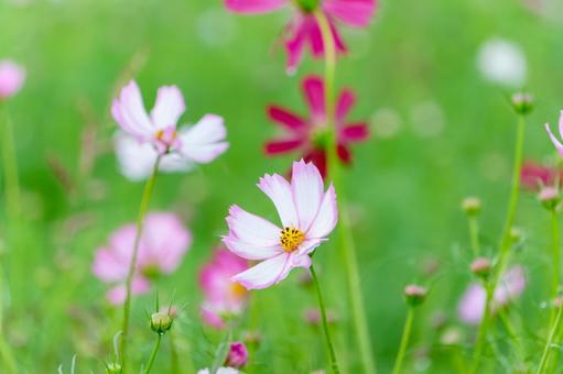 秋風に揺れるピンクのコスモス 秋風に揺れるピンクのコスモス コスモス,花,ピンクの写真素材