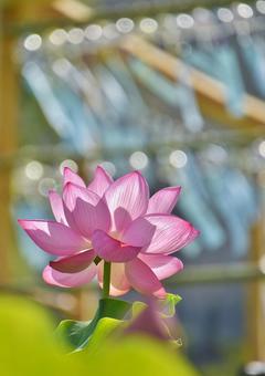 Ohga lotus of Shinobazu Pond, JPG