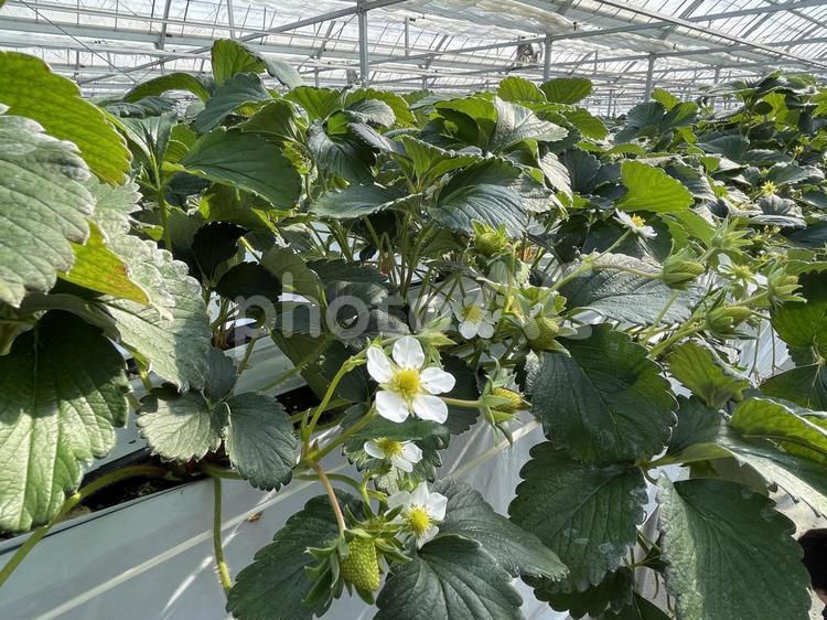 いちご畑 いちご畑,苺,イチゴの写真素材