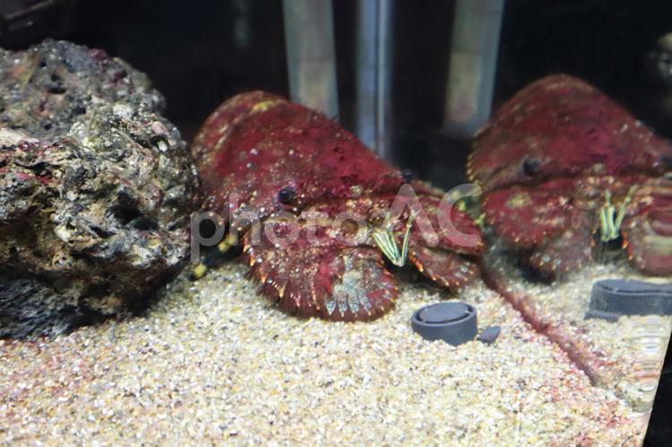水槽の中のセミエビ セミエビ,甲殻類,水族館の写真素材