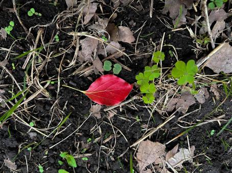 落ち葉 落ち葉 落ち葉,秋素材,秋の写真素材