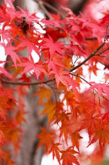 イロハモミジ 2013 06 イロハモミジ 2013 06の写真
