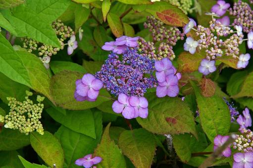 アマチャの写真