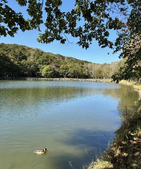 沼に浮かぶカモと風景 風景,沼,カモの写真素材