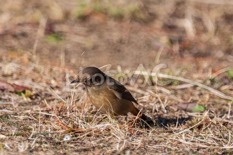草むらで餌を探すジョウビタキ ジョウビタキ,メス,野鳥の写真素材