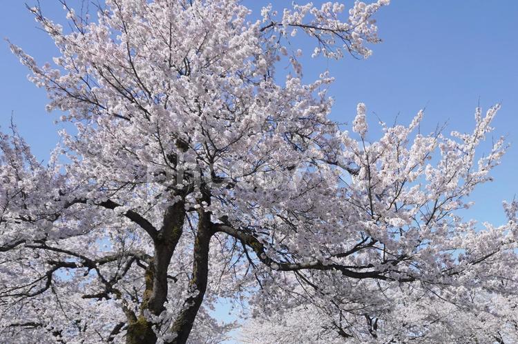 銭淵公園の桜を見上げる04 桜,桜の木,銭淵公園の写真素材