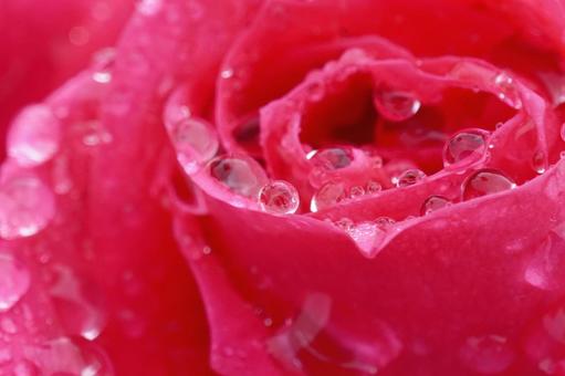 雨に濡れたバラ(マリアカラス)06 雨に濡れたバラ(マリアカラス)06 バラ,薔薇,春バラの写真素材