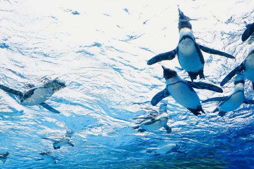 泳ぐペンギンの群れ 泳ぐペンギンの群れ ペンギン,ケープペンギン,ペンギン属の写真素材