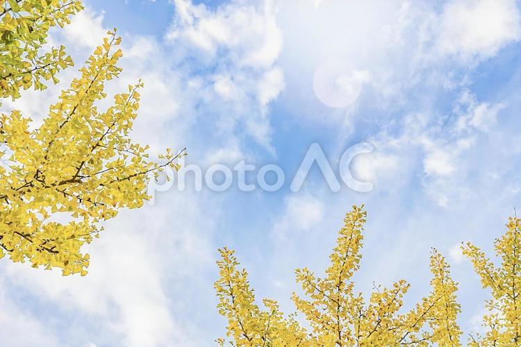 いちょうと青空と日差し イチョウ,青空,秋の写真素材