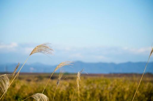 ススキのある風景 ススキのある風景 ススキ,青空,草の写真素材