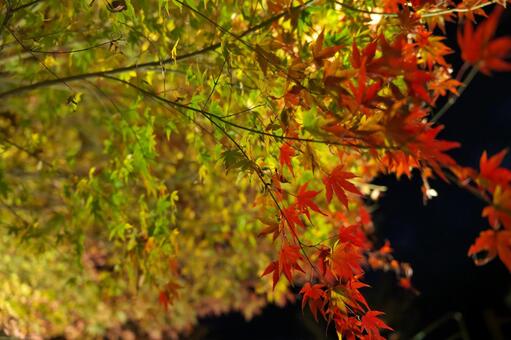 宮崎県三股町の長田峡の紅葉ライトアップ 宮崎県,三股町,長田峡の写真素材