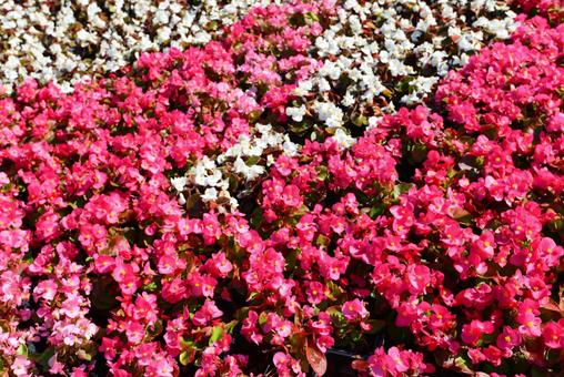 ピンクのお花畑 ピンクのお花畑の写真