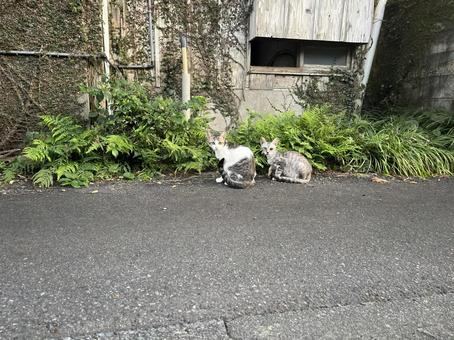 猫たち6 猫たち6の写真