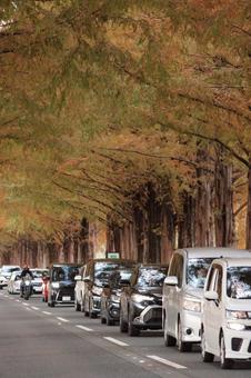 セコイア セコイア 渋滞,縦列,並木の写真素材