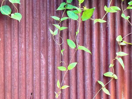錆だらけのトタン塀と植物02 錆だらけのトタン塀と植物02の写真