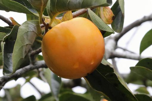 雨上がりの柿の木 雨上がりの柿の木 植物,果物,柿木なりの写真素材