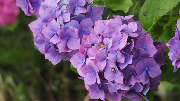 今さらの紫陽花 今さらの紫陽花の写真