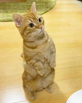 猫 猫の写真