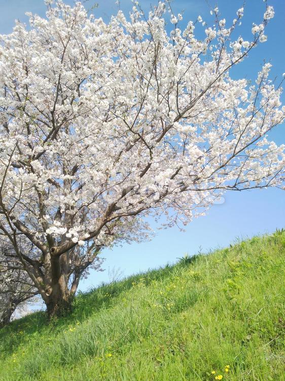 大地と桜 桜,風景,自然の写真素材