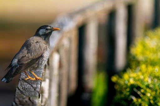 Starling perched on a fence, copy space, JPG