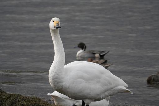 コハクチョウ コハクチョウ,野鳥,北海道の写真素材