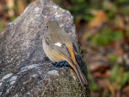 地面を歩くジョウビタキのメス 地面を歩くジョウビタキのメスの写真