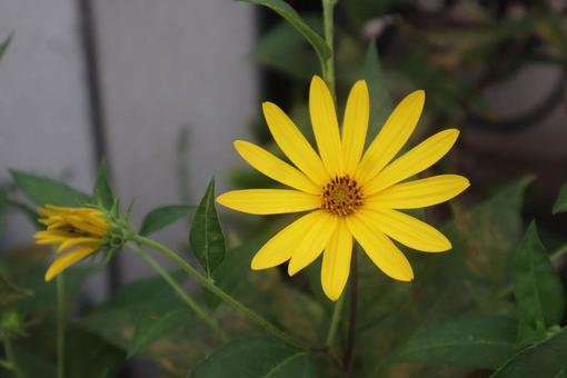 ネイティブアメリカンの花 自然,菊芋の花,花の写真素材