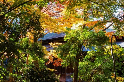 もみじ公園の秋⒃ 秋,紅葉,モミジの写真素材