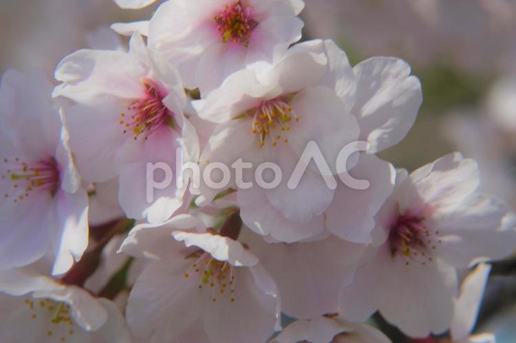 クロースアップの桜の花。 春,花,桜の写真素材