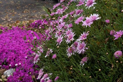 色鮮やかな花たち 色鮮やかな花たちの写真