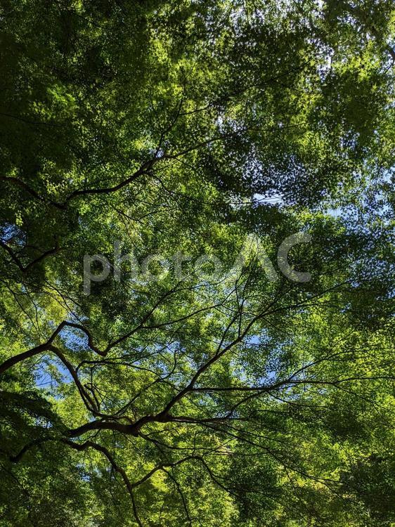 空の青と葉の緑 新緑,空,晴れの写真素材
