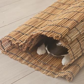 A calico cat hiding behind a bamboo blind, JPG
