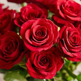 繊細な花びらが美しい赤いバラ 繊細な花びらが美しい赤いバラの写真