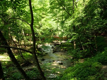 新緑の西沢渓谷 新緑の西沢渓谷の写真