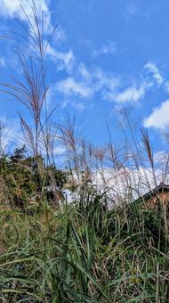秋空とススキ 秋空とススキ ススキ,空,すすきの写真素材