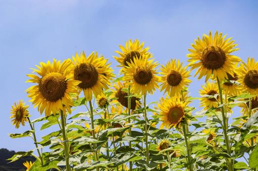 ヒマワリ クローズアップ ヒマワリ クローズアップ ヒマワリ,向日葵,花の写真素材
