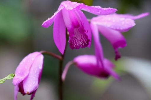 5月上旬の庭の雨上がりのシランの花 5月上旬の庭の雨上がりのシランの花の写真