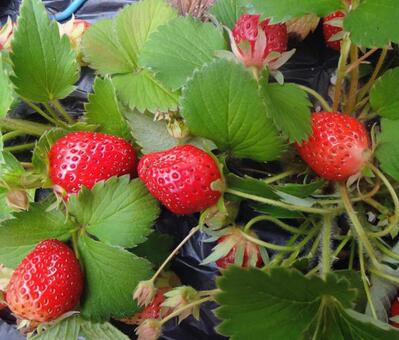 愛の願い いちご,食べ物,植物の写真素材