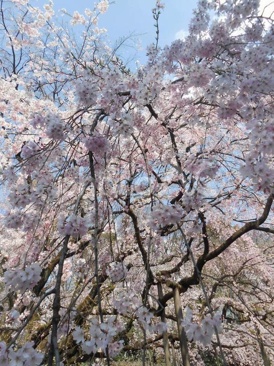 枝垂れ桜 可憐,季節,春の写真素材