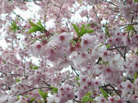 桜 桜の写真