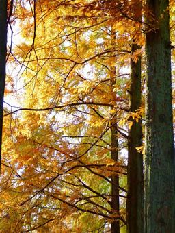 メタセコイヤ メタセコイヤ,木,秋の写真素材
